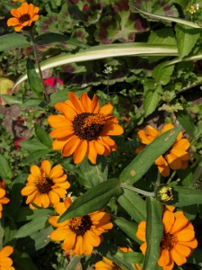 Orange Flowers Bathing in Sunlight.JPG